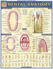 Dental Anatomy