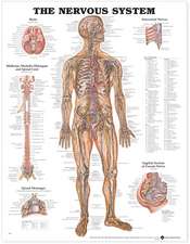 NERVOUS SYSTEM PST