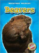 Beavers