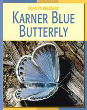 Karner Blue Butterfly