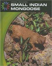 Small Indian Mongoose