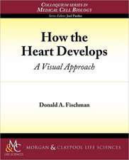 How the Heart Develops