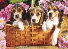 Just Beagles Jigsaw Puzzle