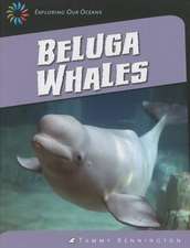 Beluga Whales