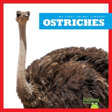 Ostriches