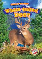 White-Tailed Deer