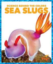 Sea Slugs