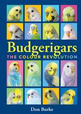 Budgerigars