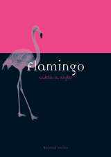 Flamingo