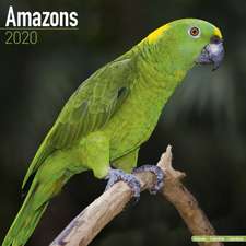 Amazons - Amazonenpapageien 2020