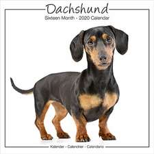 Dachshund Studio Calendar 2019