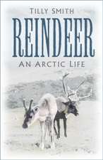 Reindeer