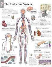 Endocrine System Laminated Poster