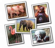 Favorite Animals Learning Cards