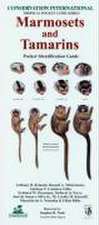 Marmosets and Tamarins