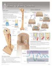 Bone & Bone Growth Wall Chart: 8100