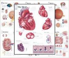 Body Organ Wall Chart Set of 7