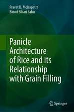 Panicle Architecture of Rice and its Relationship with Grain Filling