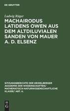 Machairodus latidens Owen aus dem altdiluvialen Sanden von Mauer a. d. Elsenz