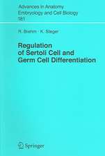 Regulation of Sertoli Cell and Germ Cell Differentiation