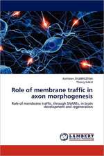 Role of membrane traffic in axon morphogenesis