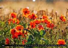 Mohn-Träume auf dem Land (Wandkalender immerwährend DIN A3 quer)