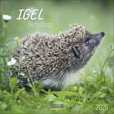 Igel 2026