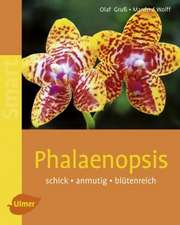 Phalaenopsis