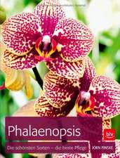 Phalaenopsis