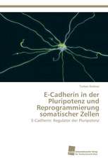 E-Cadherin in der Pluripotenz und Reprogrammierung somatischer Zellen