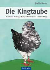 Die Kingtaube