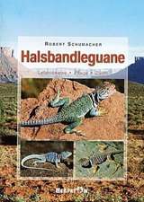 Halsbandleguane