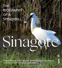 SINAGOTE - INGLES