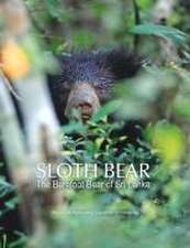 Sloth Bear