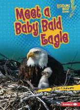 Meet a Baby Bald Eagle