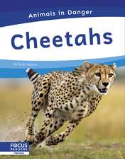 Cheetahs